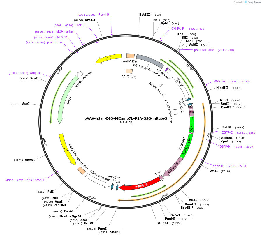 130900-plasmid-map-sequence-id-256581