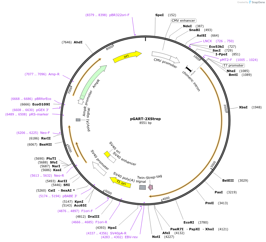 125681-plasmid-map-sequence-id-256585