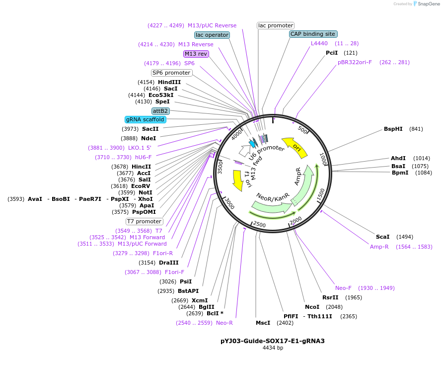 131048-plasmid-map-sequence-id-256589