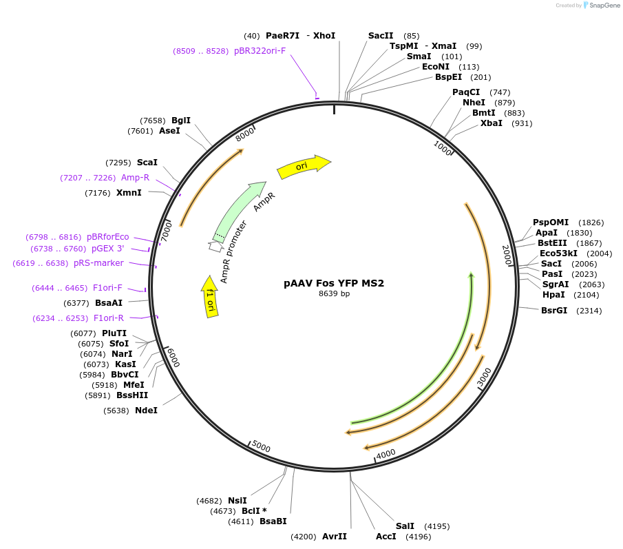 131775-plasmid-map-sequence-id-256591