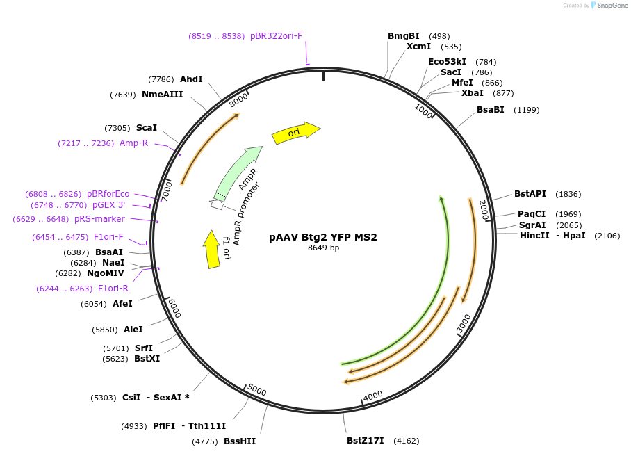 131776-plasmid-map-sequence-id-256595