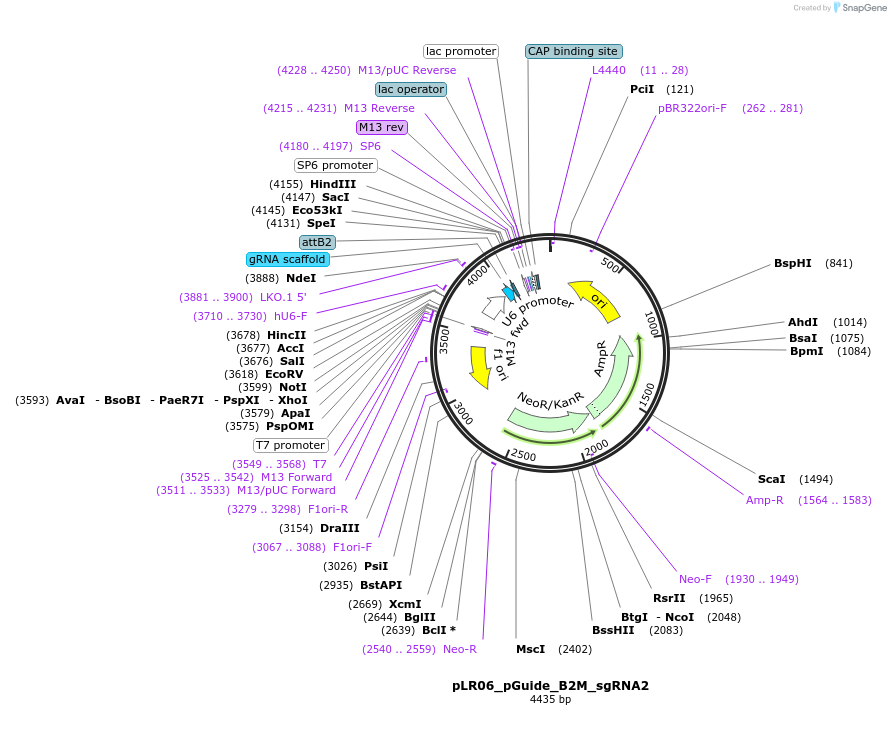131091-plasmid-map-sequence-id-256596