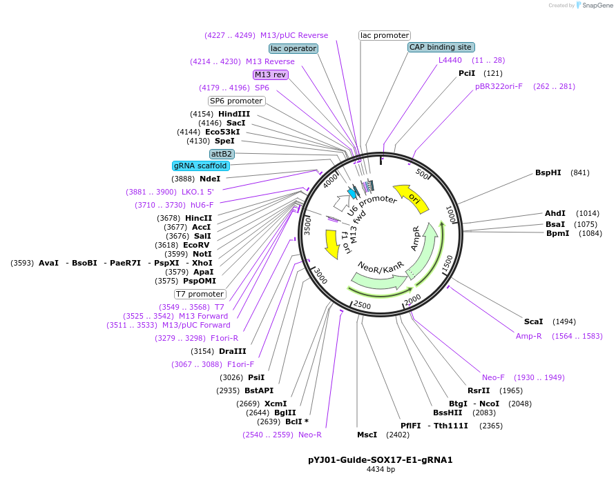 131046-plasmid-map-sequence-id-256602