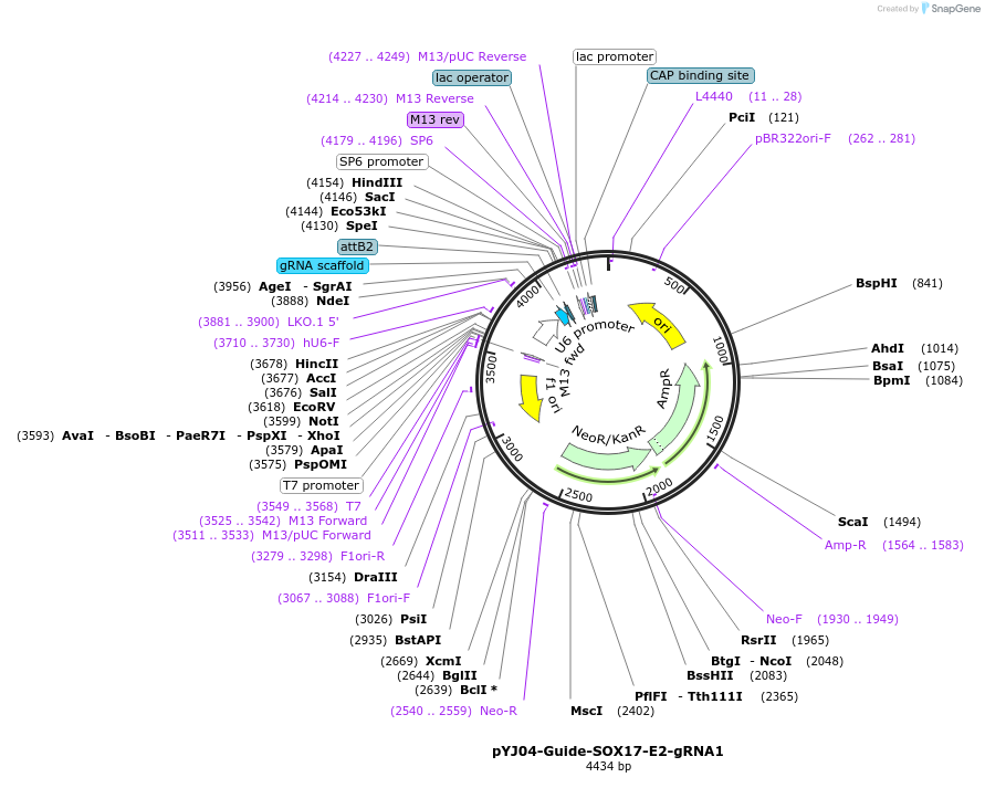 131049-plasmid-map-sequence-id-256603
