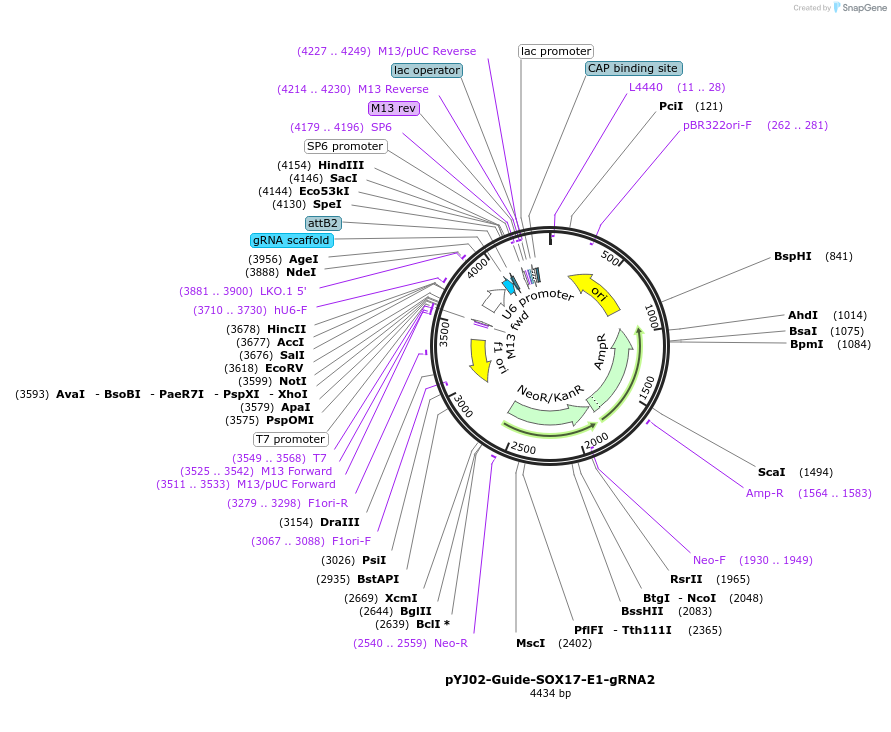 131047-plasmid-map-sequence-id-256604