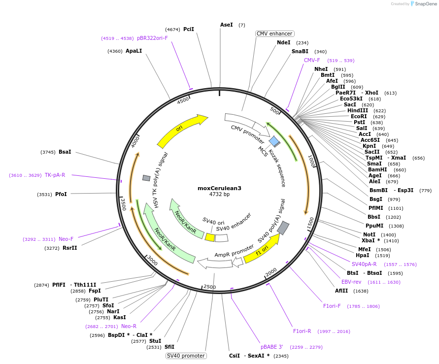 68066-plasmid-map-sequence-id-256607