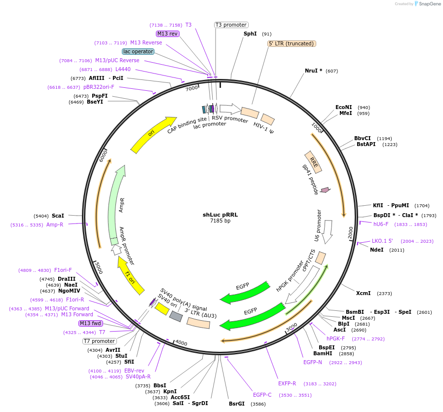 19125-plasmid-map-sequence-id-256650
