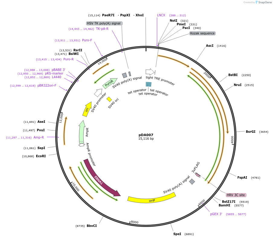 131380-plasmid-map-sequence-id-256652