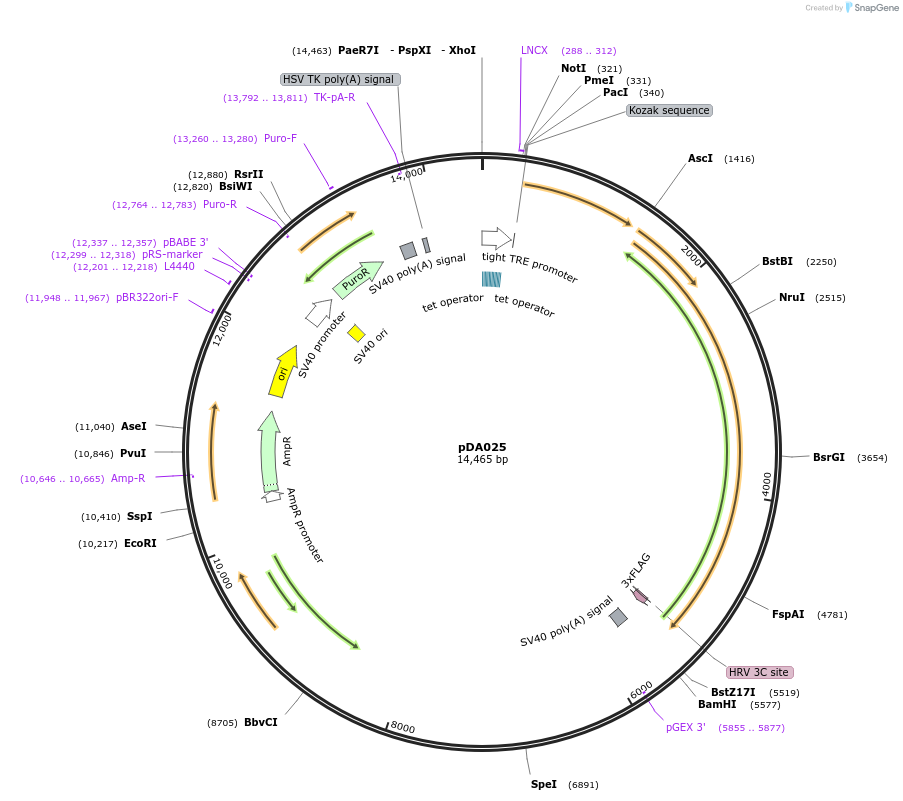 131384-plasmid-map-sequence-id-256654