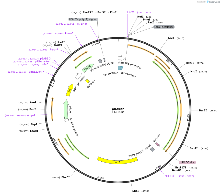 131385-plasmid-map-sequence-id-256655