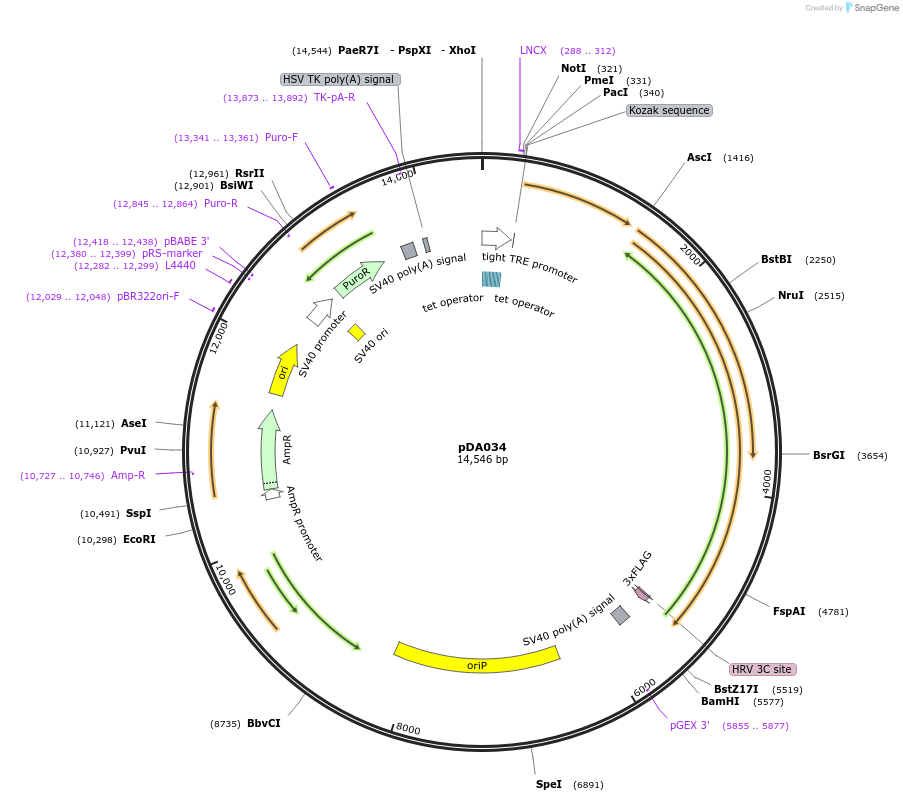 131386-plasmid-map-sequence-id-256661