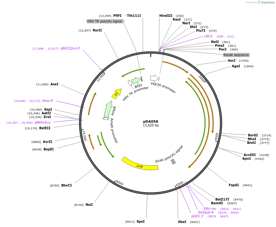 131387-plasmid-map-sequence-id-256662