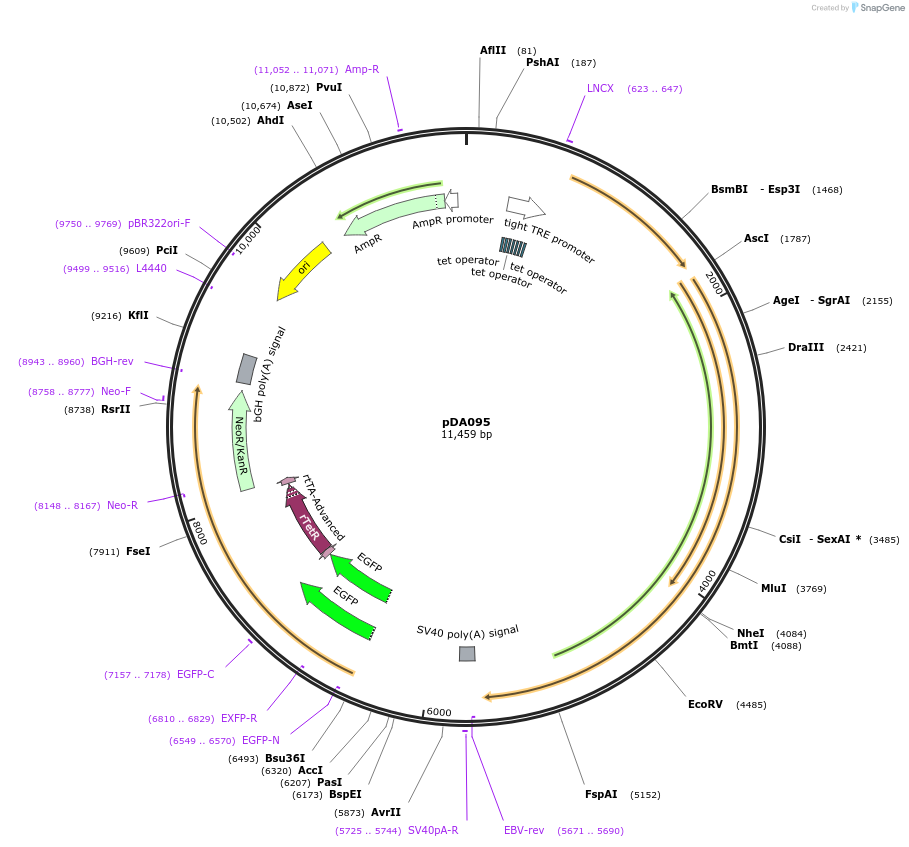 131391-plasmid-map-sequence-id-256665