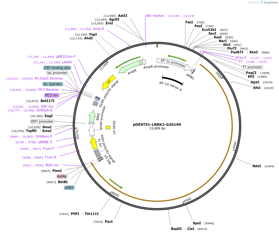 29401-plasmid-map-sequence-id-256667