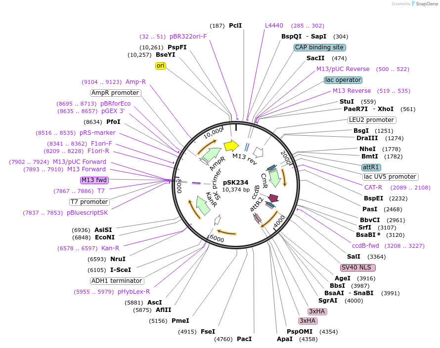 131149-plasmid-map-sequence-id-256671