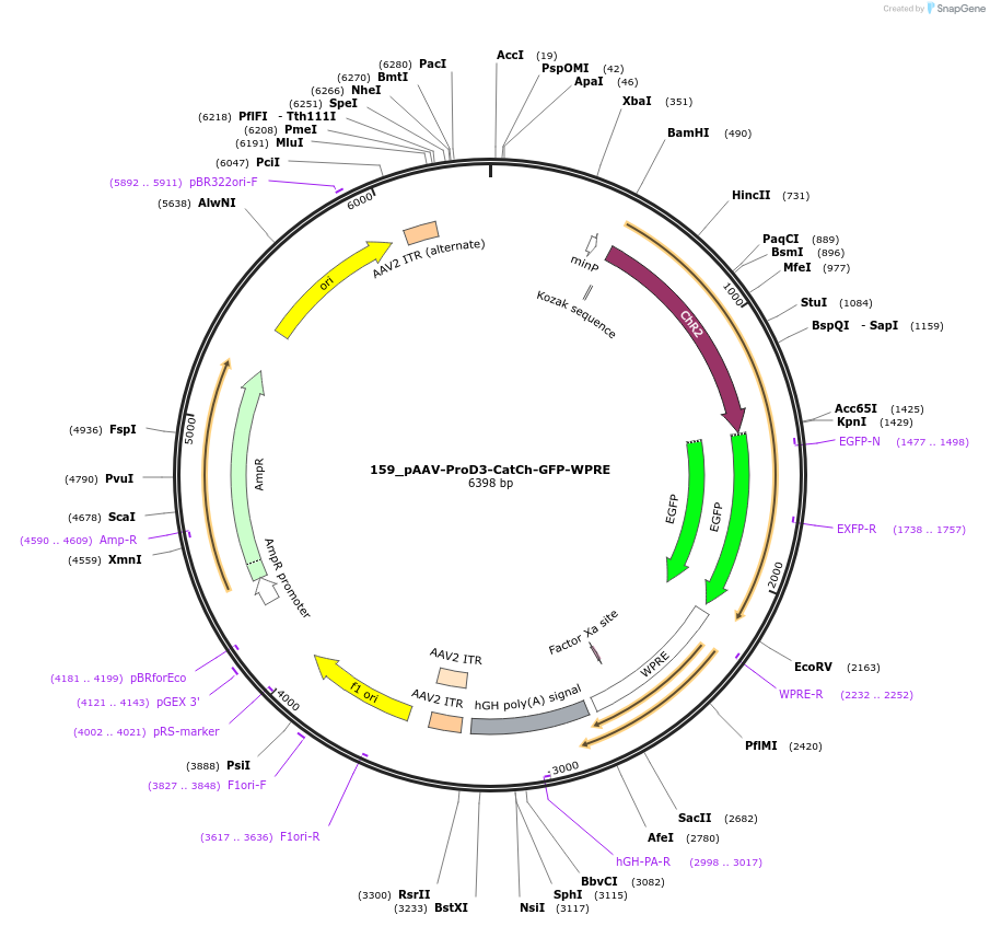 125979-plasmid-map-sequence-id-256673