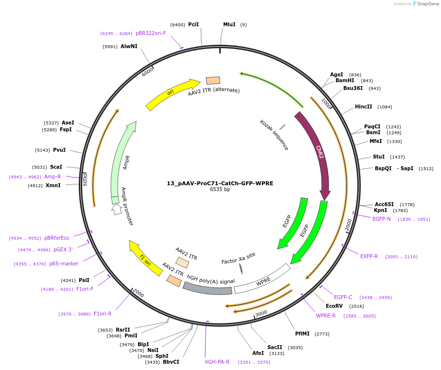 125976-plasmid-map-sequence-id-256677