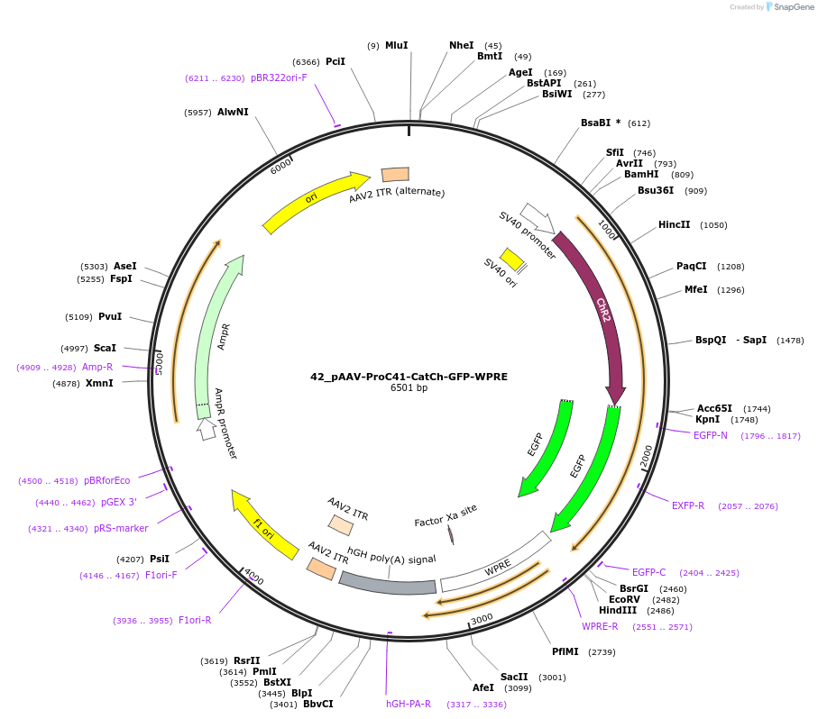 125975-plasmid-map-sequence-id-256709