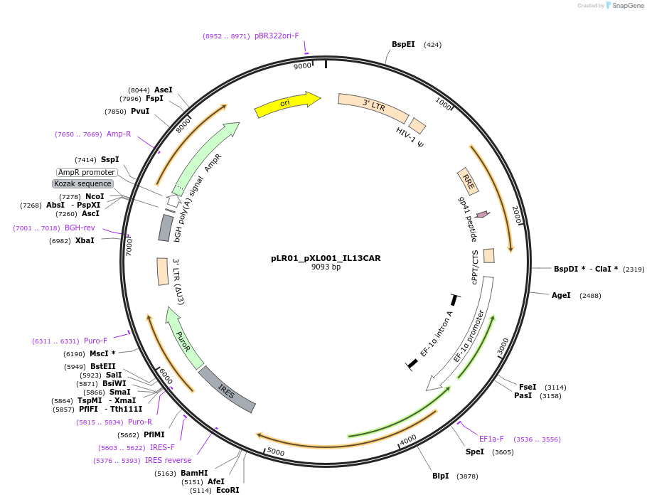 131086-plasmid-map-sequence-id-256714