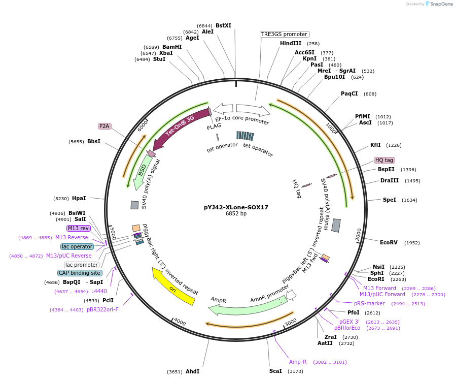 131085-plasmid-map-sequence-id-256716