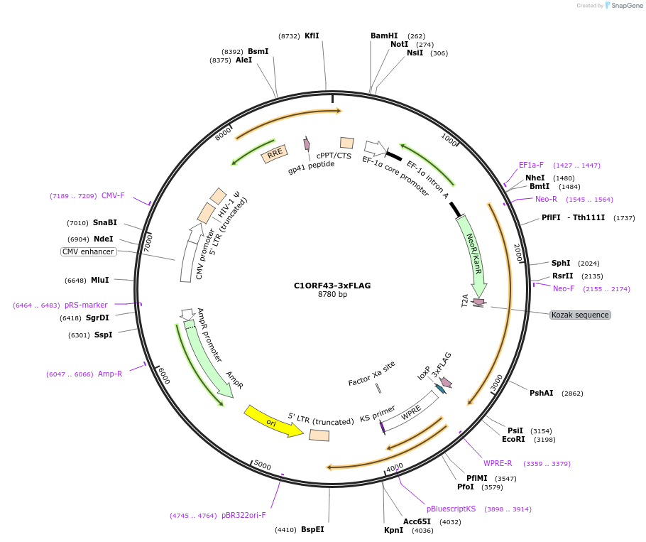 130880-plasmid-map-sequence-id-256717