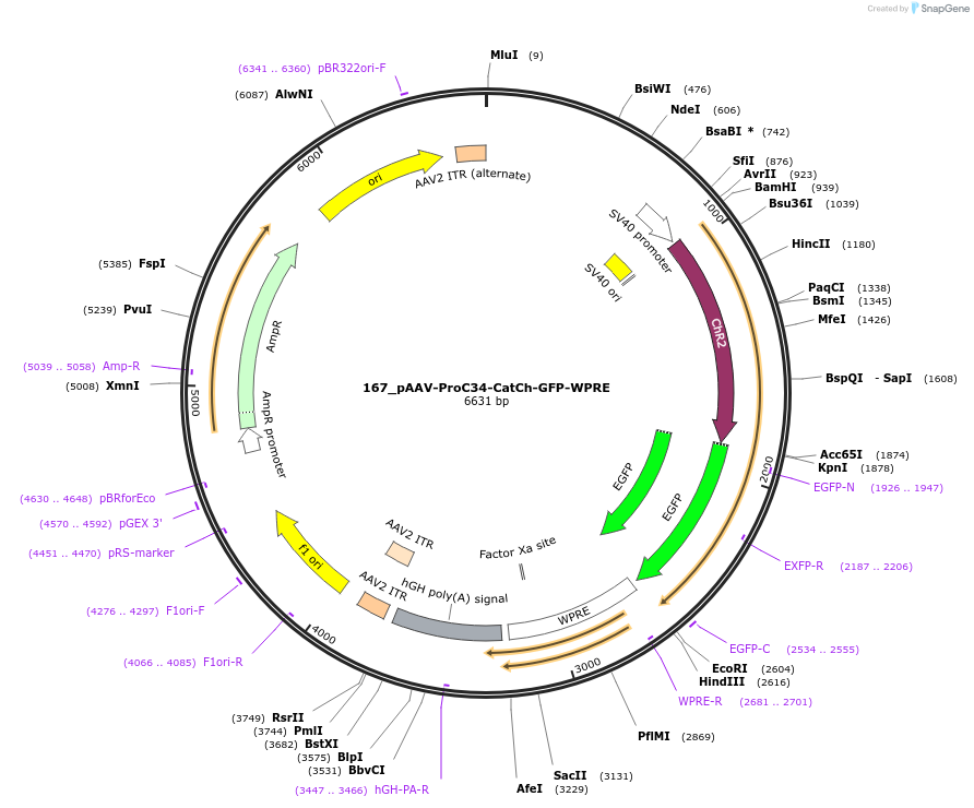 125968-plasmid-map-sequence-id-256730