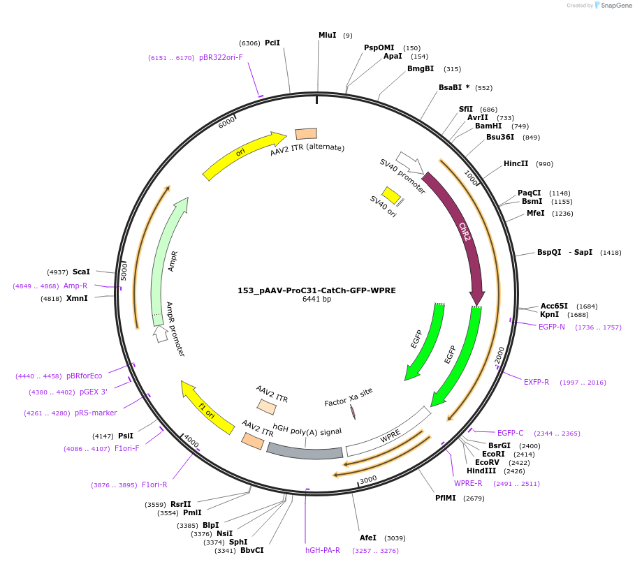 125966-plasmid-map-sequence-id-256732