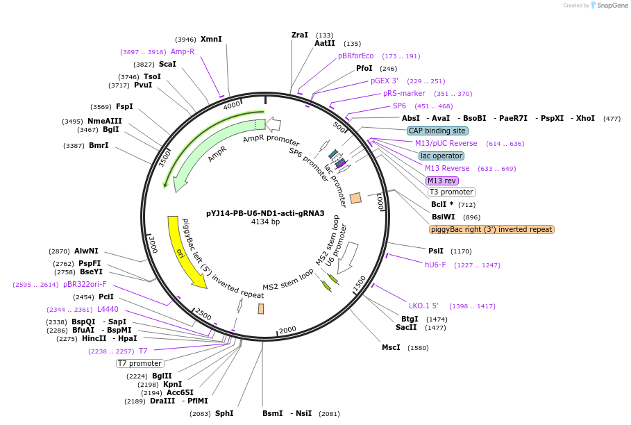 131058-plasmid-map-sequence-id-256735