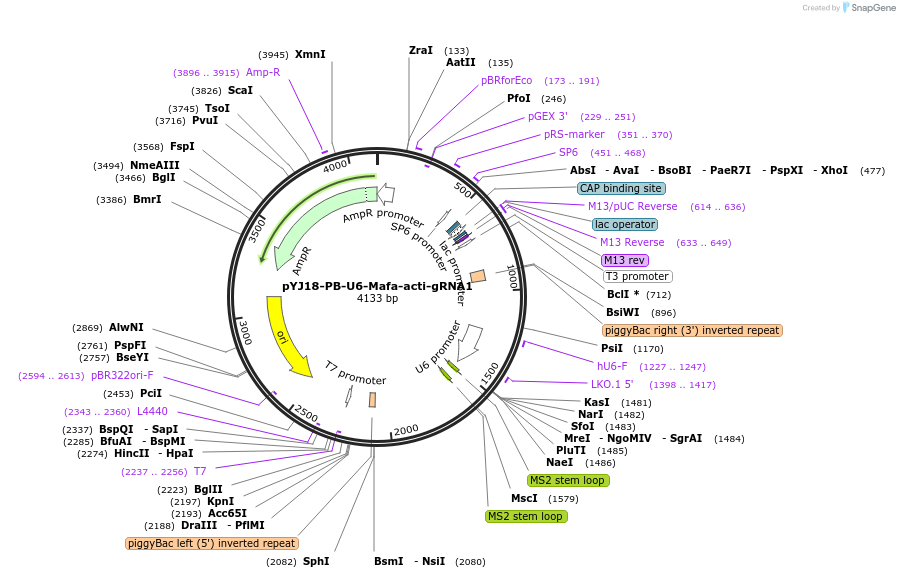 131062-plasmid-map-sequence-id-256743