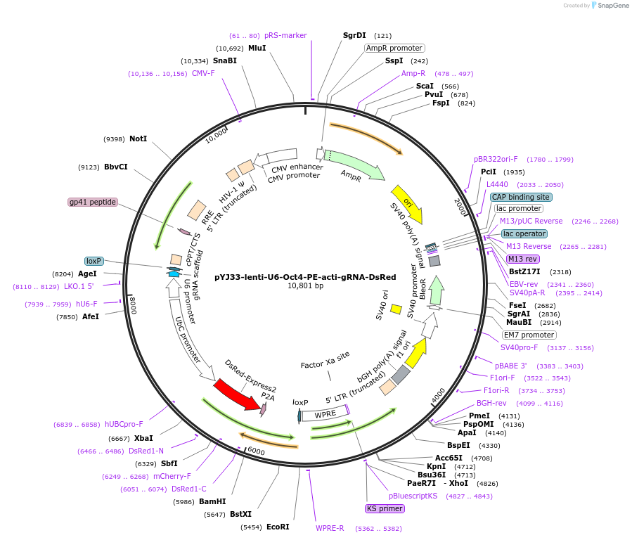 131076-plasmid-map-sequence-id-256745
