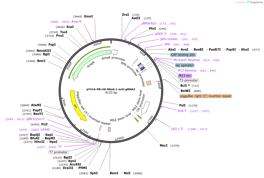 131060-plasmid-map-sequence-id-256750