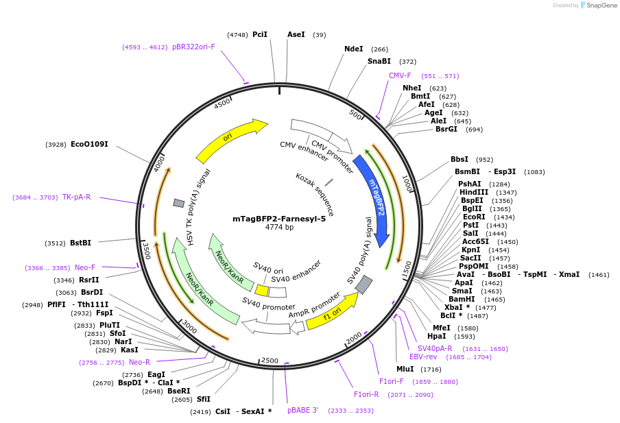 55295-plasmid-map-sequence-id-256754