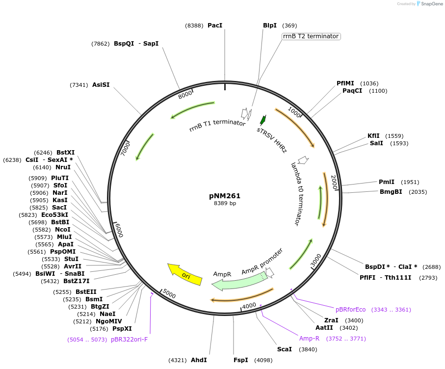 128411-plasmid-map-sequence-id-256757