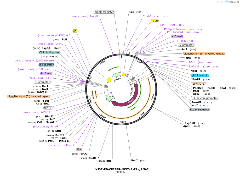 131080-plasmid-map-sequence-id-256761