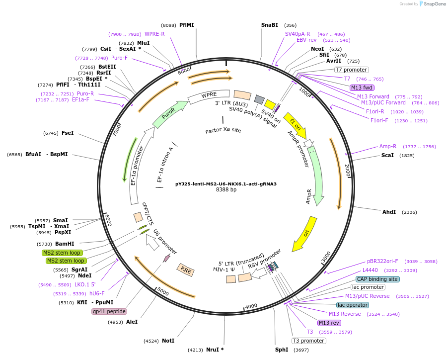 131069-plasmid-map-sequence-id-256769