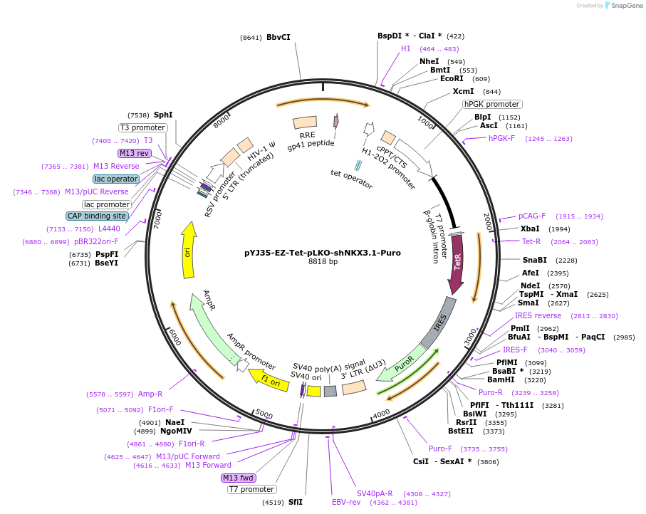 131078-plasmid-map-sequence-id-256771