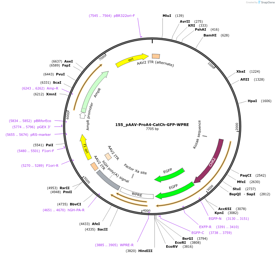 125888-plasmid-map-sequence-id-256772