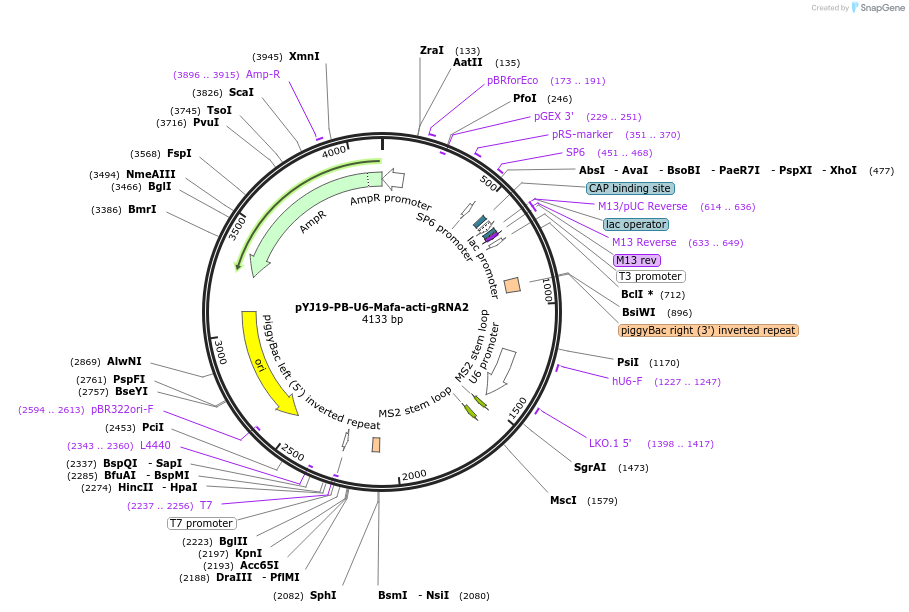 131063-plasmid-map-sequence-id-256773
