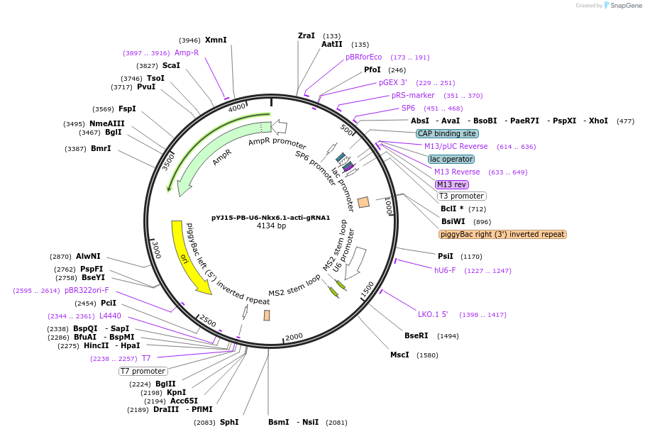 131059-plasmid-map-sequence-id-256775