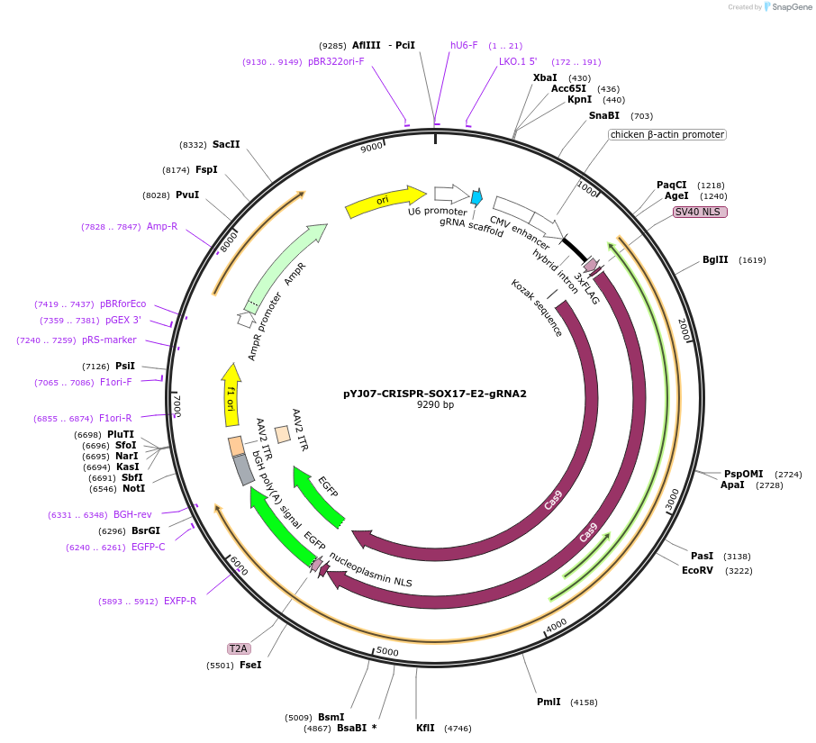 131052-plasmid-map-sequence-id-256780