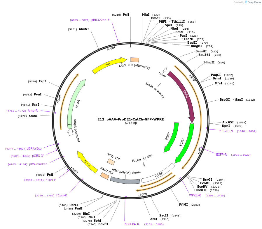 125997-plasmid-map-sequence-id-256792