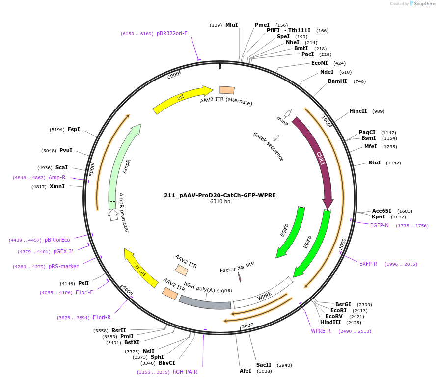 125996-plasmid-map-sequence-id-256793