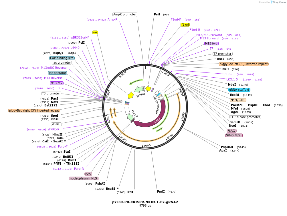 131082-plasmid-map-sequence-id-256796