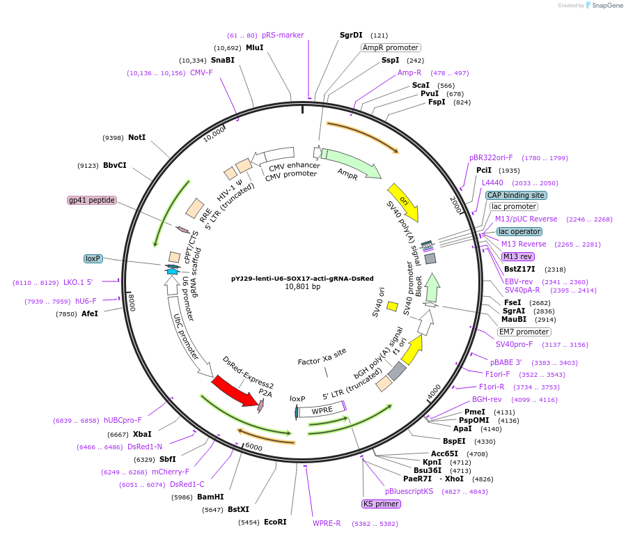 131072-plasmid-map-sequence-id-256806