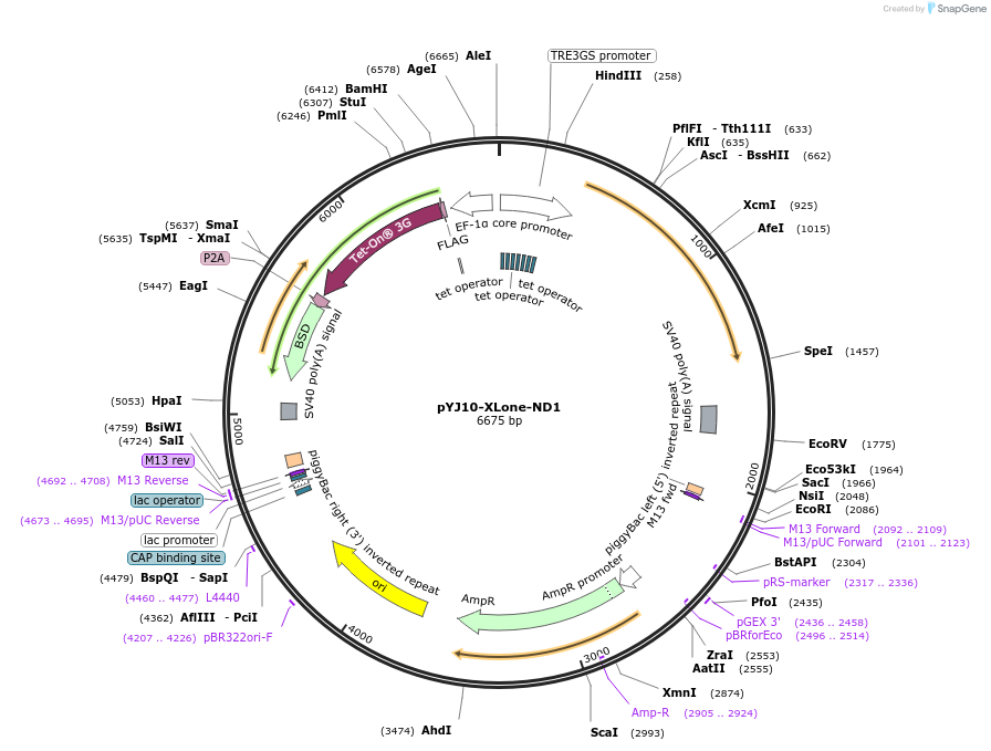 131055-plasmid-map-sequence-id-256818