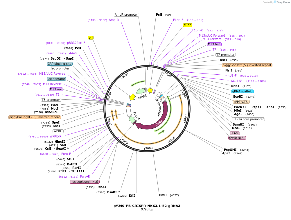 131083-plasmid-map-sequence-id-256819