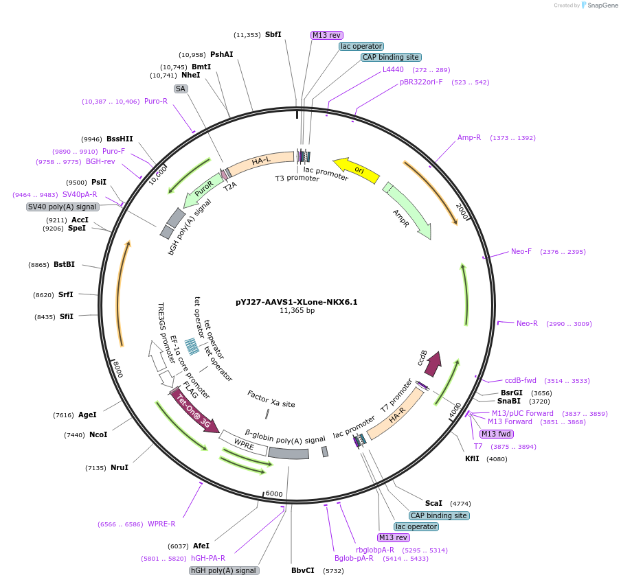 131070-plasmid-map-sequence-id-256822