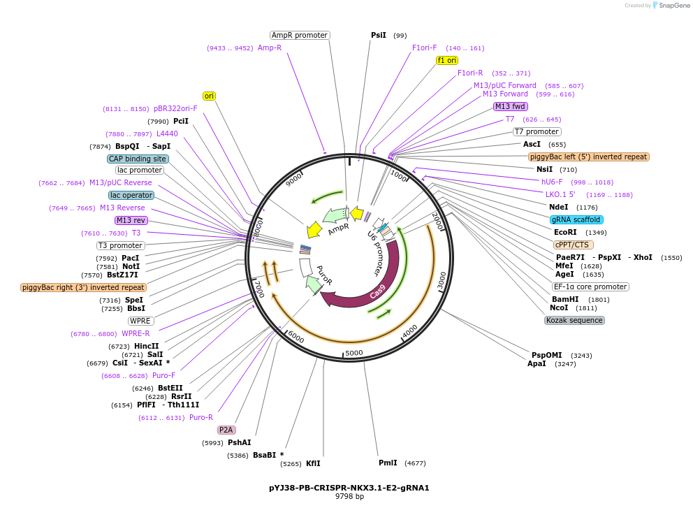 131081-plasmid-map-sequence-id-256823