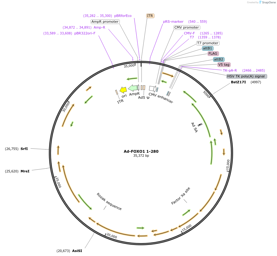 131534-plasmid-map-sequence-id-256824