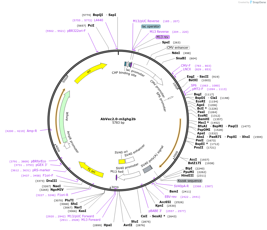 127155-plasmid-map-sequence-id-256828